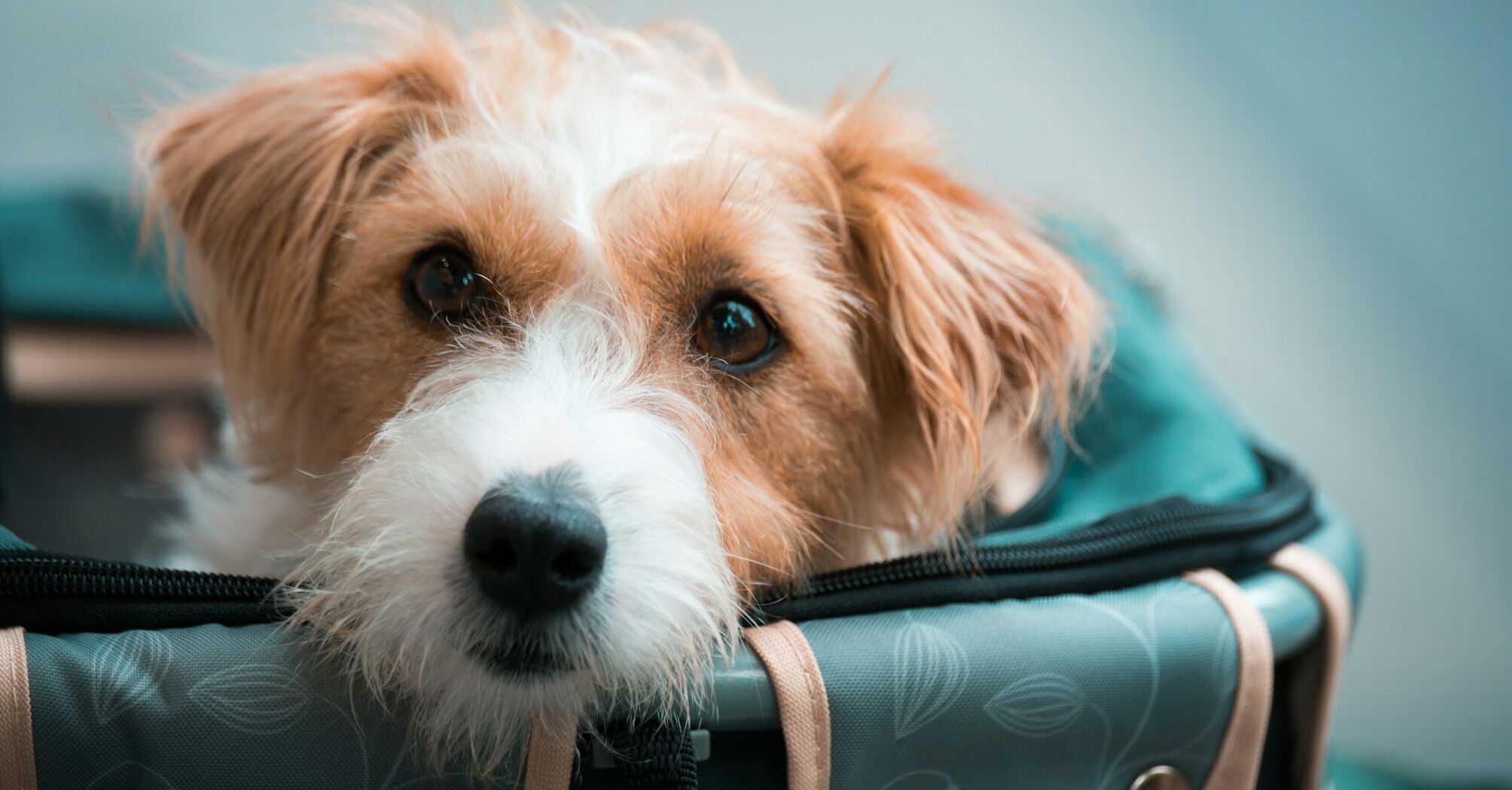 Small dog sitting inside a pet travel carrier bag