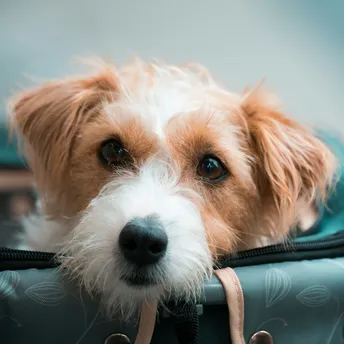 Small dog sitting inside a pet travel carrier bag