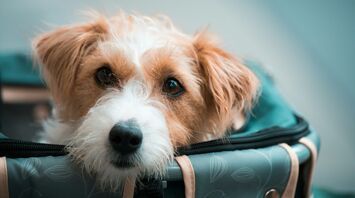 Small dog sitting inside a pet travel carrier bag