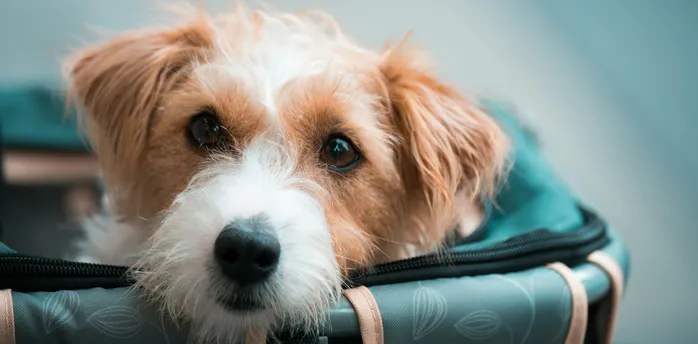 Small dog sitting inside a pet travel carrier bag