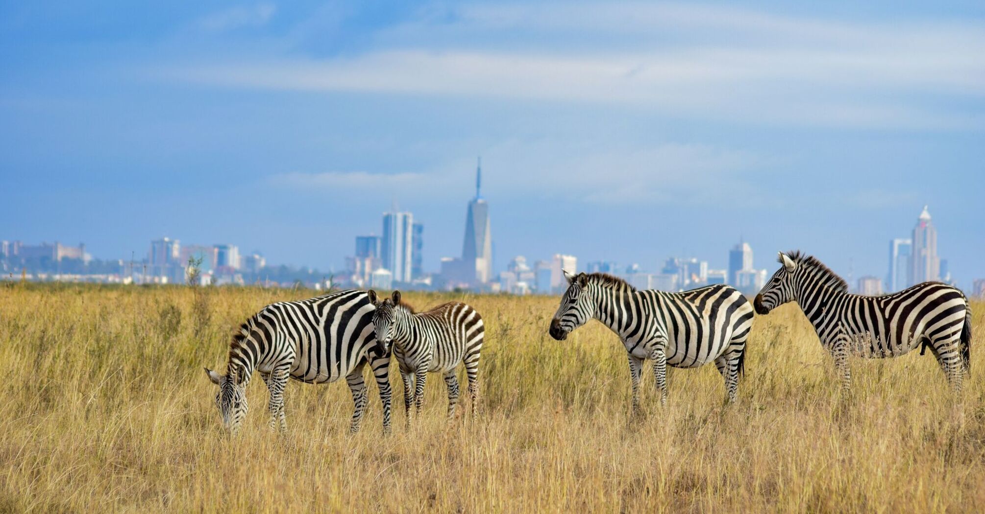 Zebras grazing near Nairobi’s skyline in Kenya