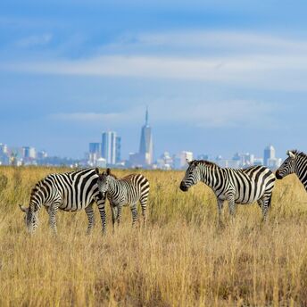Zebras grazing near Nairobi’s skyline in Kenya