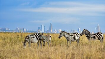 Zebras grazing near Nairobi’s skyline in Kenya