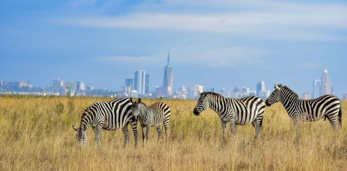 Zebras grazing near Nairobi’s skyline in Kenya