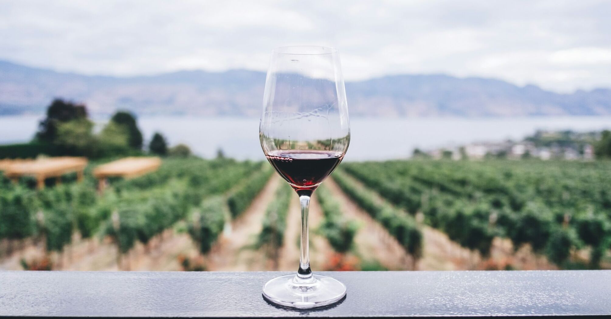 Glass of wine overlooking a vineyard
