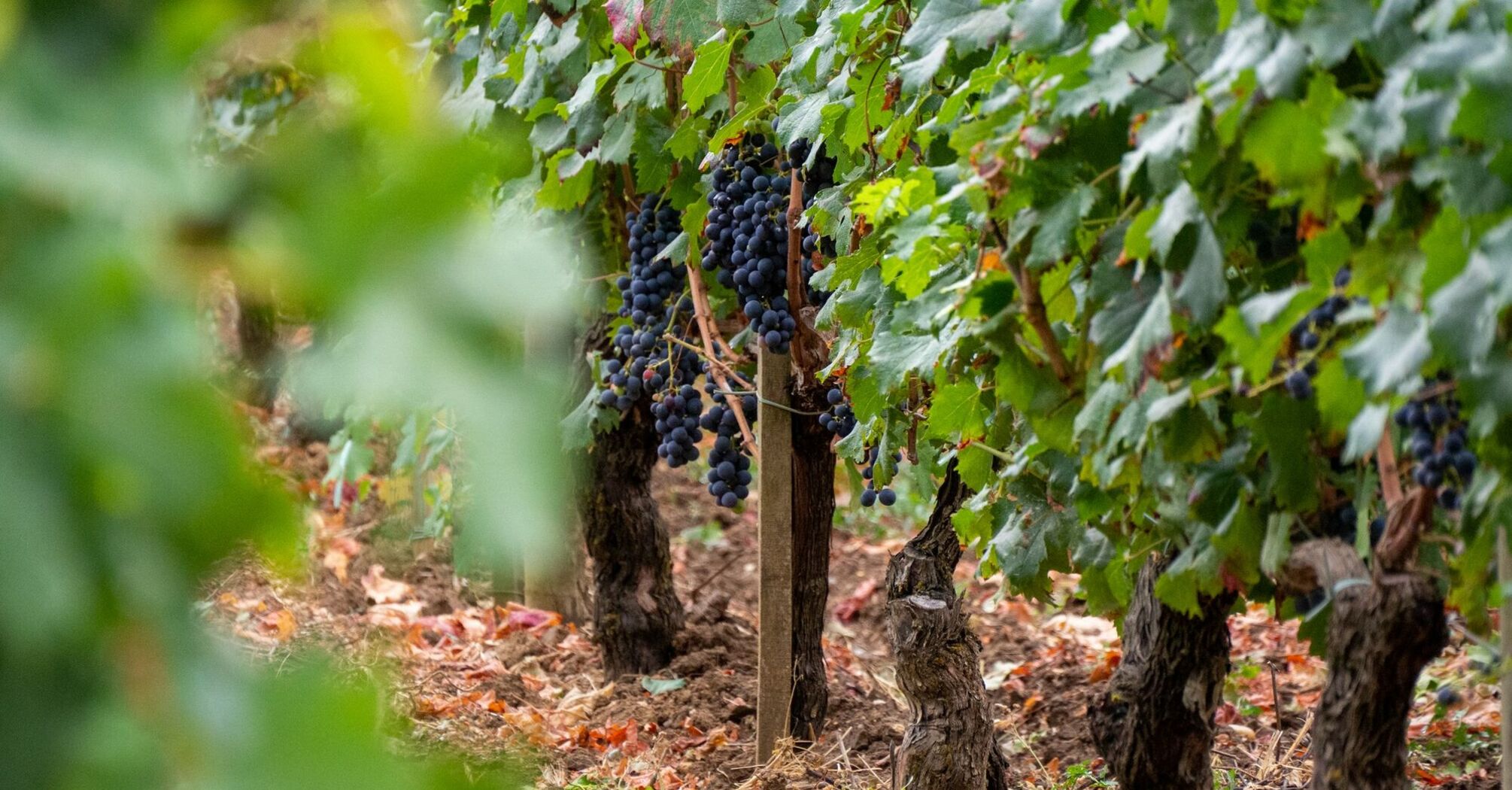 Grapes growing on vines in a Bordeaux vineyard