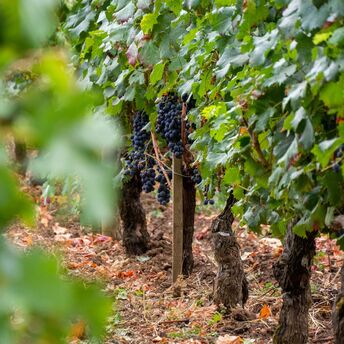 Grapes growing on vines in a Bordeaux vineyard