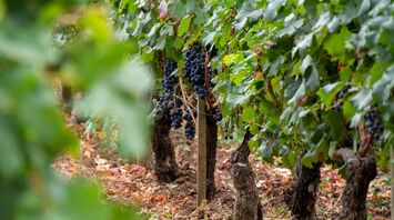 Grapes growing on vines in a Bordeaux vineyard
