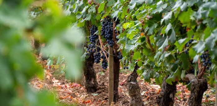 Grapes growing on vines in a Bordeaux vineyard