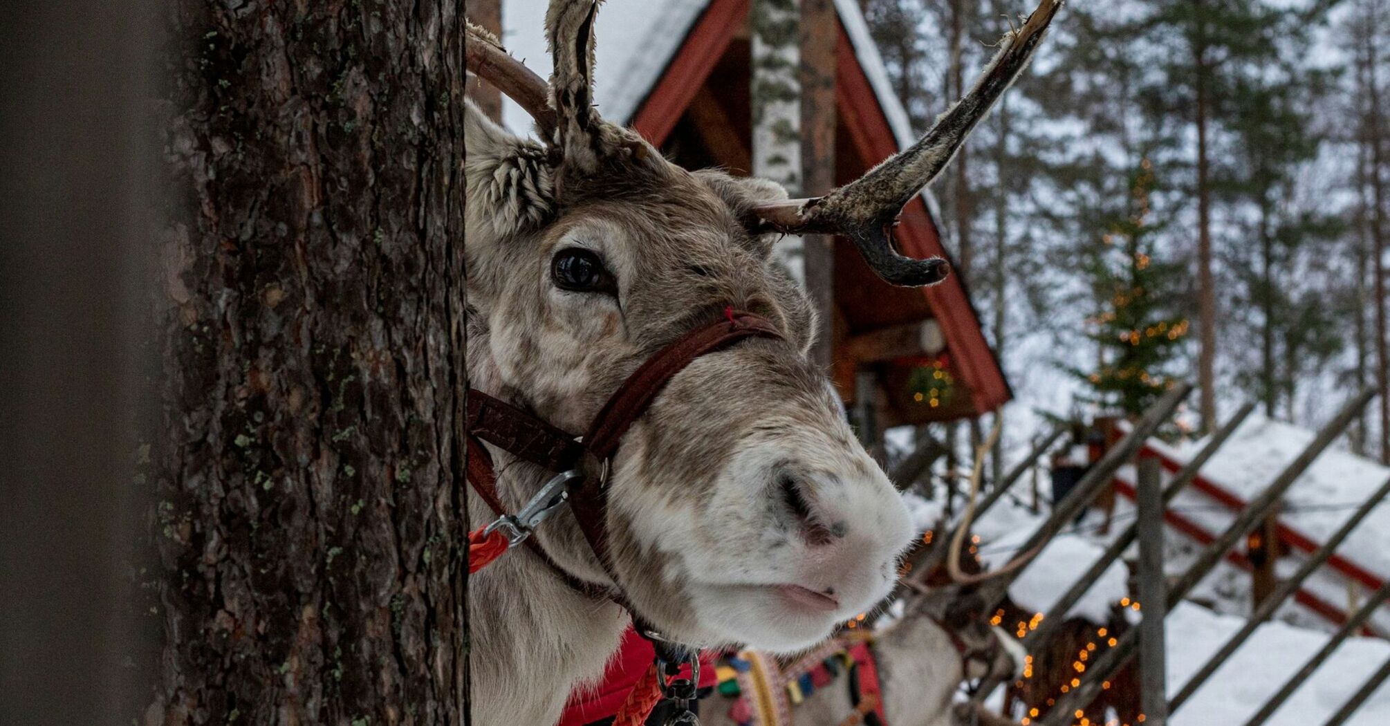 Reindeer in snowy Finnish Lapland