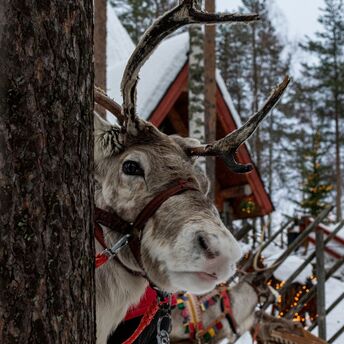 Reindeer in snowy Finnish Lapland