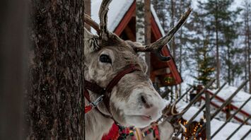 Reindeer in snowy Finnish Lapland