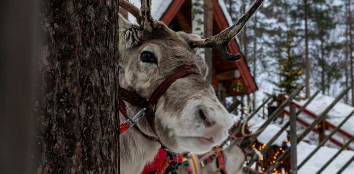 Reindeer in snowy Finnish Lapland