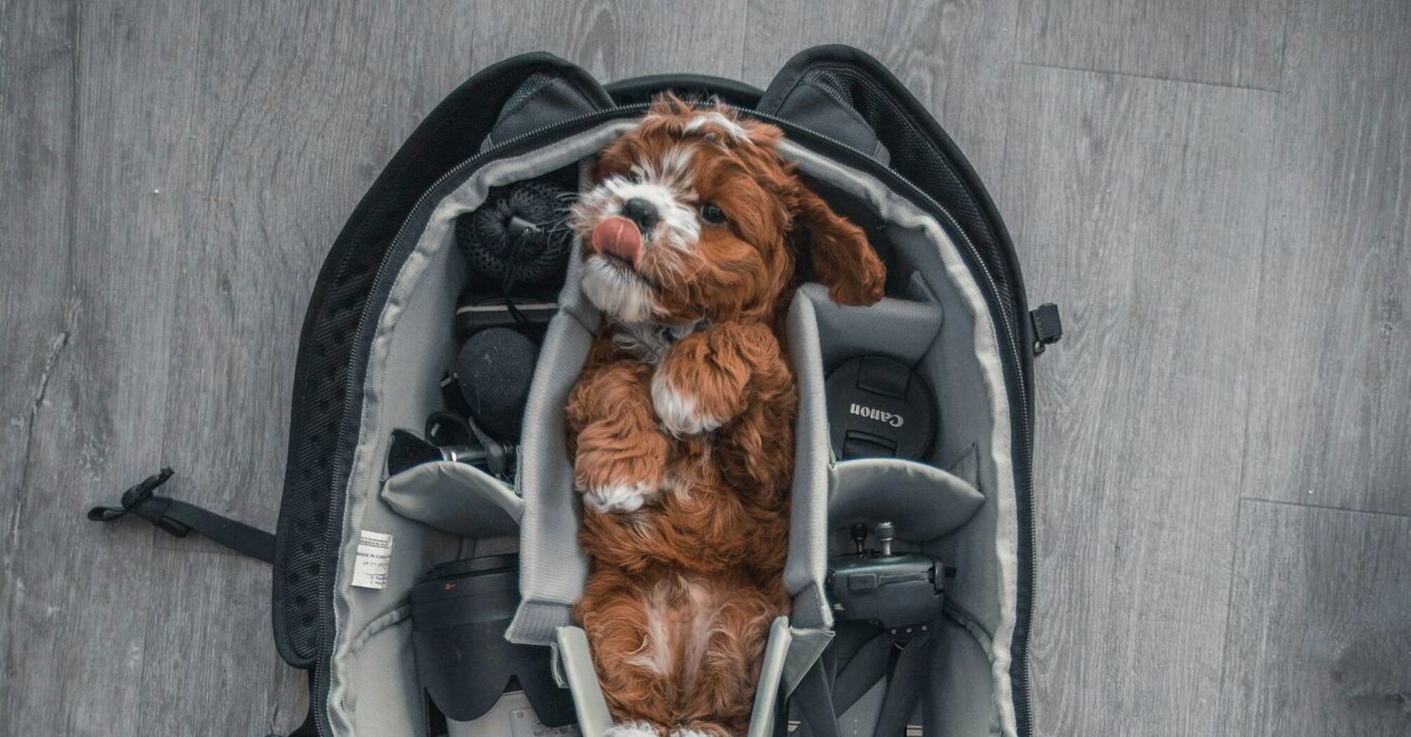 Small dog sitting inside a travel pet carrier