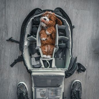 Small dog sitting inside a travel pet carrier