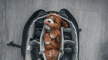 Small dog sitting inside a travel pet carrier