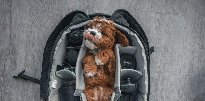 Small dog sitting inside a travel pet carrier