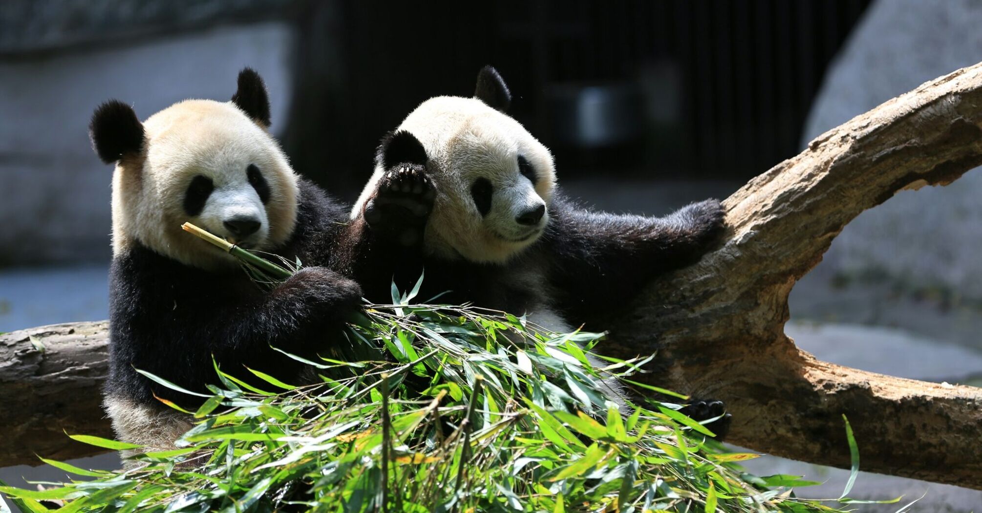 Two giant pandas eating bamboo