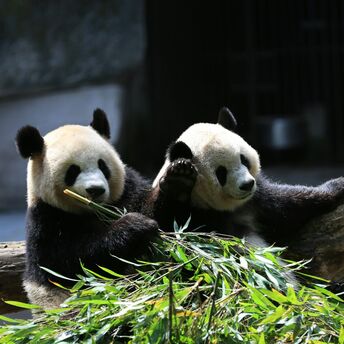 Two giant pandas eating bamboo