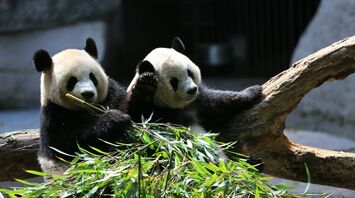 Two giant pandas eating bamboo