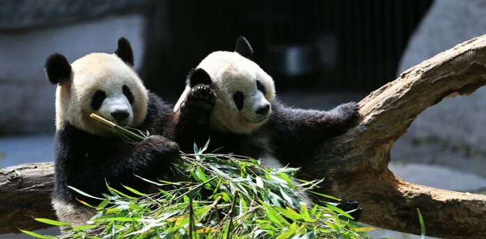 Two giant pandas eating bamboo