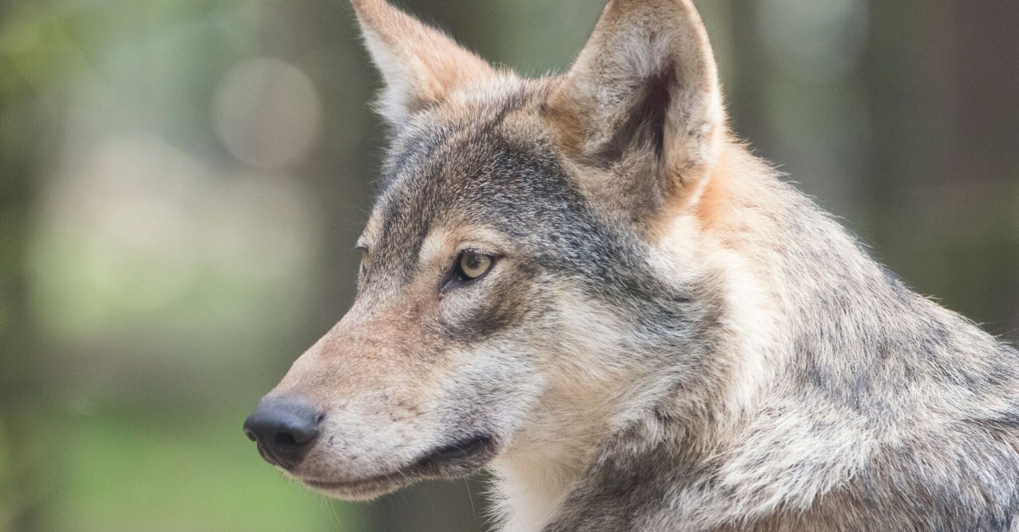 Close-up portrait of a grey wolf