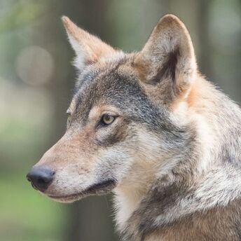 Close-up portrait of a grey wolf