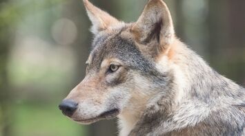 Close-up portrait of a grey wolf