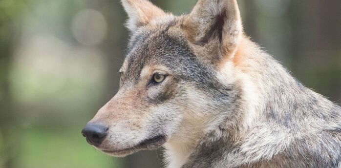 Close-up portrait of a grey wolf