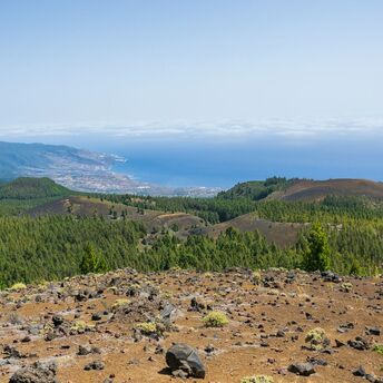 Forest and volcanic landscape in the Canary Islands
