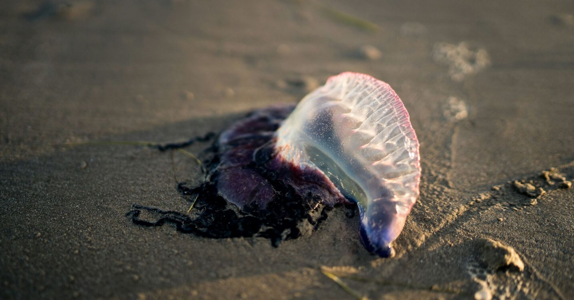 Portuguese man o’ war washed onto sand