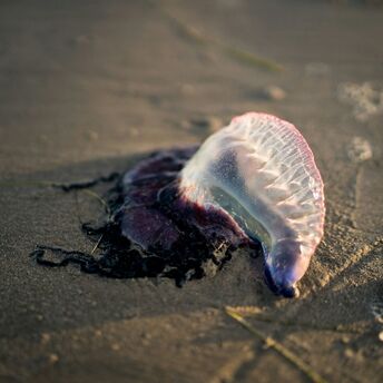 Portuguese man o’ war washed onto sand