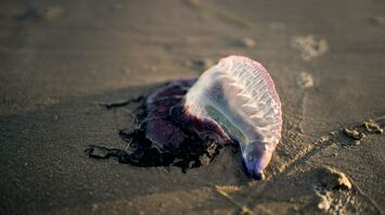 Portuguese man o’ war washed onto sand