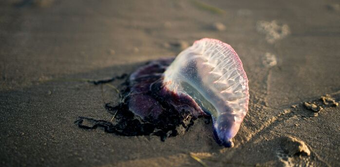 Portuguese man o’ war washed onto sand