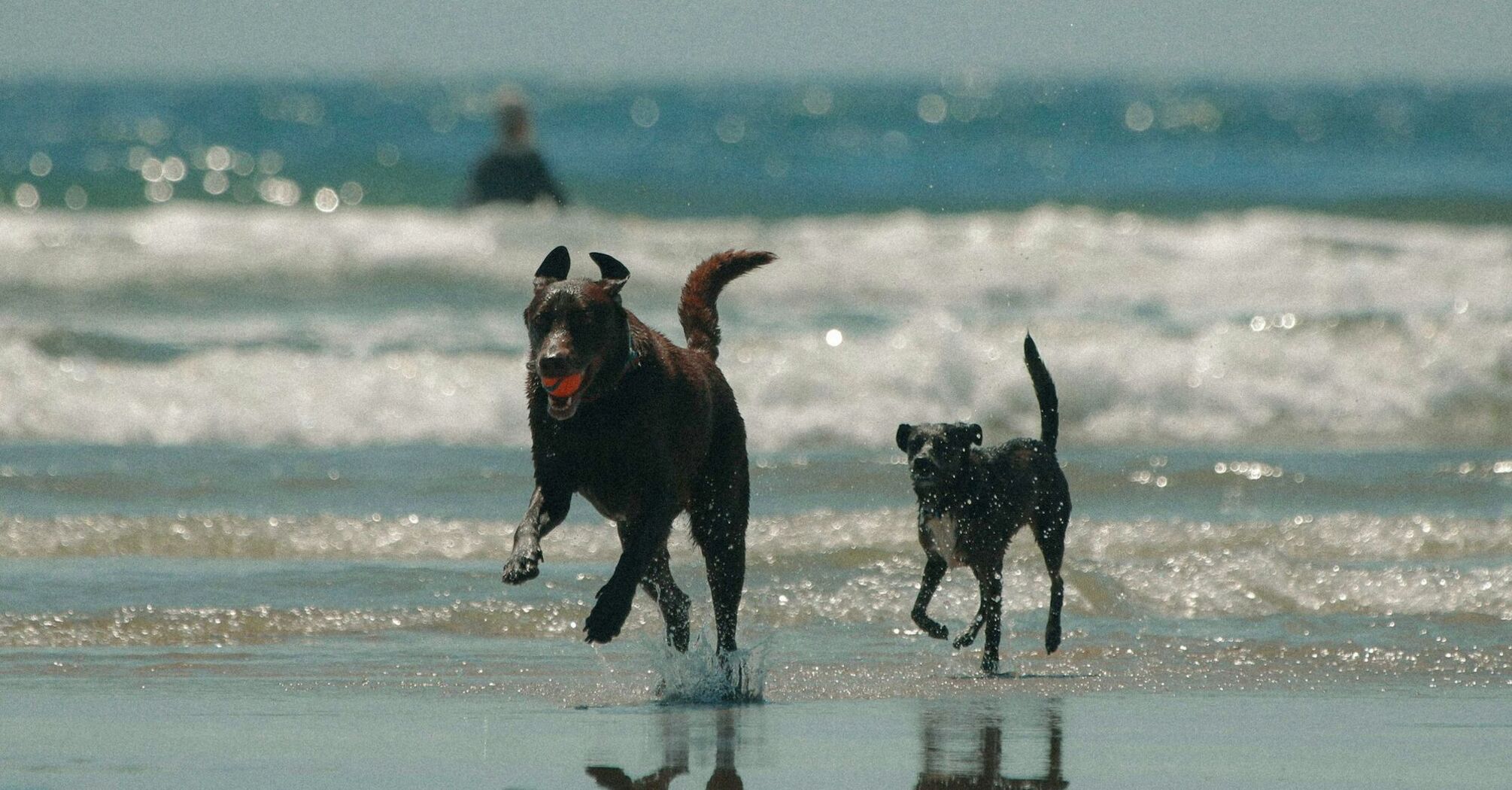 Two dogs running through shallow seawater