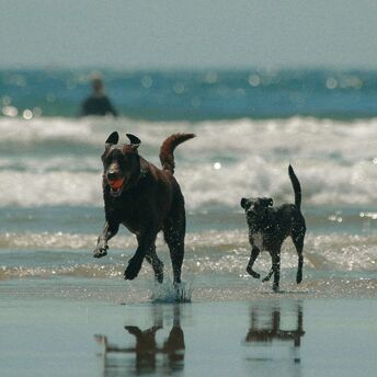 Two dogs running through shallow seawater
