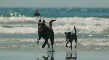Two dogs running through shallow seawater