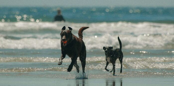 Two dogs running through shallow seawater